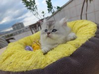 British longhair