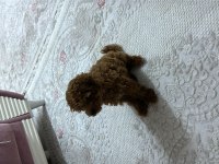 2 AYLIK TOY POODLE (DİŞİ)