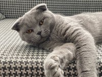 Ücretsiz sahiplendirilecek scottish fold