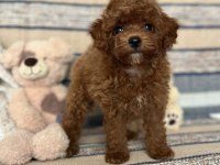 Kızıl Kahve Mükemmel Toy Boy Poodle