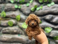 10 Ağustos doğumlu kore kan poodle yavrular