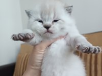 British longhair ve shorthair yavru kediler
