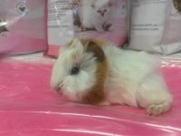 Guineapig bebekler GELMİŞTİR