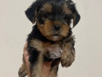 Mini mini yorkie yavrularımız