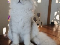 Scottish straight longhair ns 11 erkek