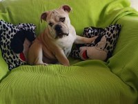 ORİJİNAL IRK ENGLİSH BULLDOG YAVRUMUZ