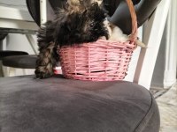 2 erkek shih tzu yavrular