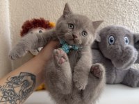 British Shorthair Lilac Rengi