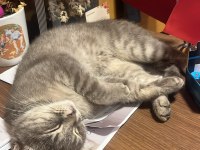 SAĞIR KEDİMİZ AMA ÇOK TATLI
