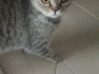 Kedimiz sahiplendirilecektir