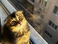 Oyuncu scottish fold yavrumuz