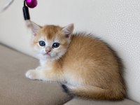 Tatlı mı tatlı British Shorthair yavrular