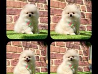 Pomeranian yavruları