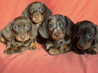 Çikolata ve çikolata Merle Dachshund yavrular