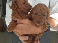 Birbirinden Güzel Toy Poodle Bebeklerimiz