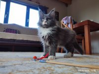 3 aylık yavru dev maine coon pasaport çip şecere