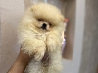 Teacup ayı surat pomeranian boo (kendi yavrularımız)