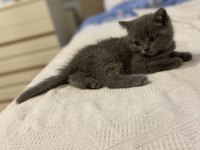 Orijinal British shorthair dişi