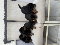 Üst kalite rottweiler