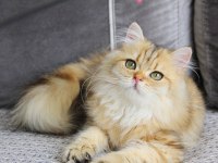 MANKEN OĞLUMUZA BAKMAYA DOYAMAYACAKSINIZ