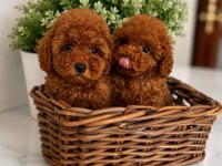 RED BROWN MİNYATÜR TOY POODLE YAVRULAR