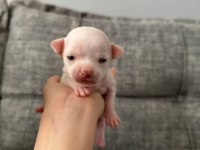 Chihuahua beyaz yavrular