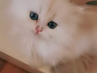 Tombul şirin silver british longhair erkek