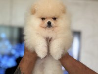 SHOW CLASS BABY FACE POMERANİAN BOO