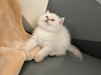British Blue Point Erkek Yavru