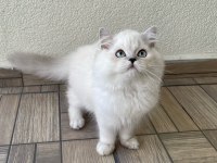 Sevgi dolu yakışıklı british longhair oğlumuz