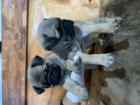 Safkan pug mops yavrular