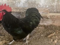 Austrolorp Horoz