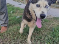 HUSKY KÖPEĞİMİZE YENİ YUVA ARIYORUZ