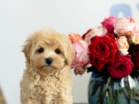 Maltipoo Yavrular Aşılı Irk Garantili