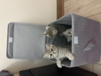 British shorthair yavrular
