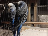 Show Harika Bir Takım Muhabbet Kuşu