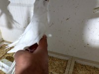 Lutino ve albino ev üretimi ele alışık yavru