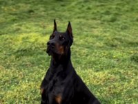 A Kalite Şecereli King Doberman son 2 yavrumuz