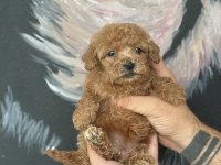 A kalite mini boy Maltipoo