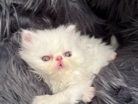 Safkan persian yavruları