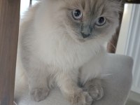 Ragdoll Cinsi Kızıma Eş Arıyorum