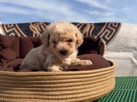 Süper Teacup Maltipoo Kore