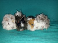 Her Irk Guinea pig Yavrusu Adrese Teslim Hizmetimiz Vardır
