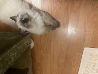 Kedimiz Toprak Ragdoll