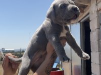 Cane corso yavrular