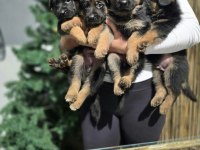 A şecereli safkan alman çoban köpeği yavrularımız