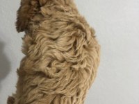 Poodle yavrumuz yeni yuvasını bekliyor