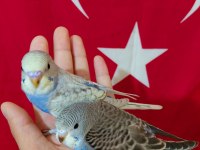 EV ÜRETİMİ YENİ YEME DÜŞMÜŞ BEBEK MUHABBETLER
