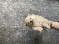 Pomeranian boo yavruları