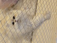 Ömürlük yuva british longhair kedisi